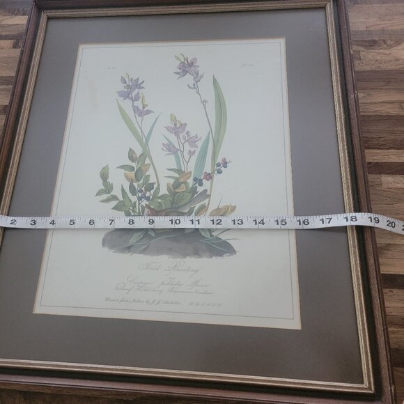 Field Bunting Print of Vintage Lithograph by JJ Audubon Matted & Framed - Picture 11 of 16